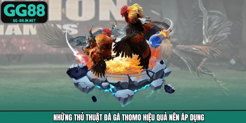 Những thủ thuật đá gà Thomo hiệu quả nên áp dụng