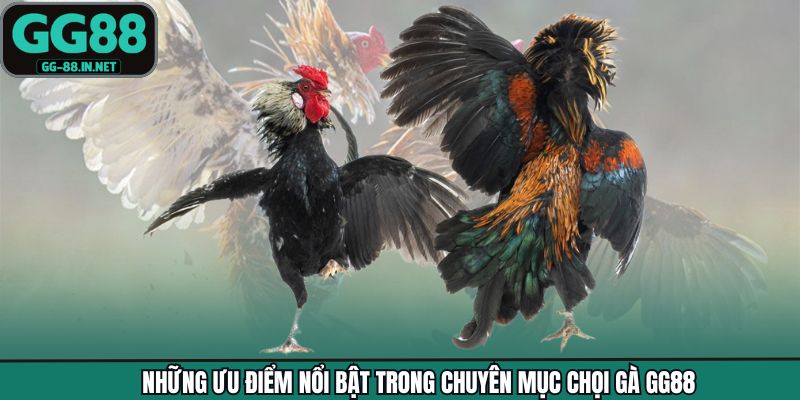 Những ưu điểm nổi bật trong chuyên mục chọi gà GG88