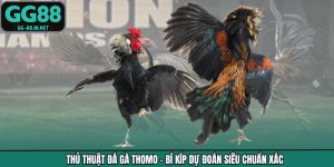 Thủ Thuật Đá Gà Thomo - Bí Kíp Dự Đoán Siêu Chuẩn Xác