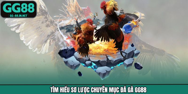 Tìm hiểu sơ lược chuyên mục đá gà GG88